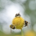 Soy un fotógrafo macro que se centra en las pequeñas cosas que suelen pasar desapercibidas.