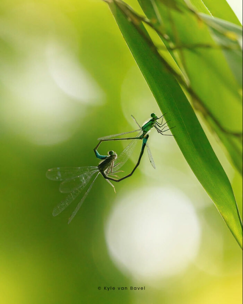 Soy un fotógrafo macro que se centra en las pequeñas cosas que suelen pasar desapercibidas.