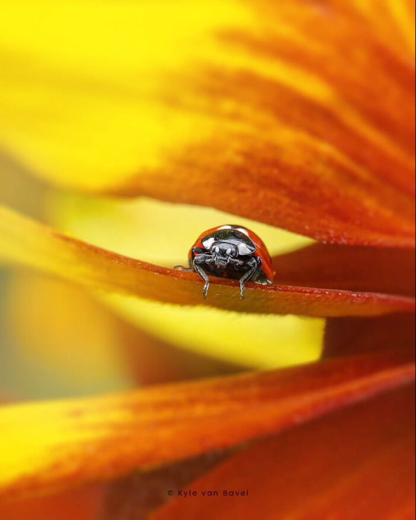 Soy un fotógrafo macro que se centra en las pequeñas cosas que suelen pasar desapercibidas.