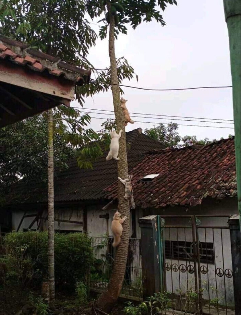 "Soy un gato. Estoy muy cómodo": 20+ gatos que se encuentran en los lugares más inesperados