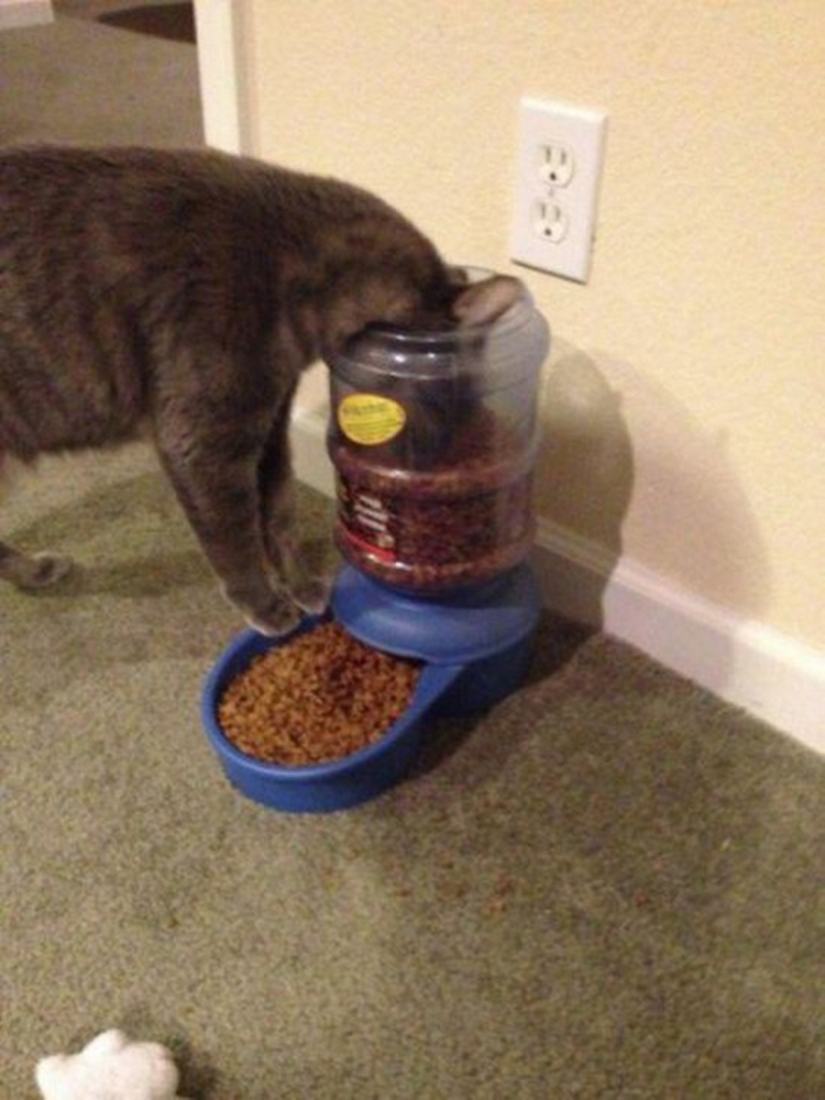 Strange cat logic that man can never comprehend