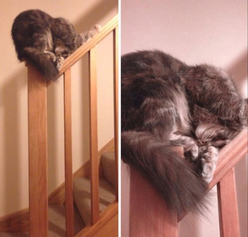 Strange cat logic that man can never comprehend