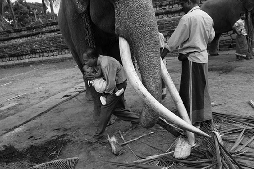 Strong picture about the complex relationship between Asian elephant