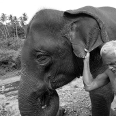 Strong picture about the complex relationship between Asian elephant