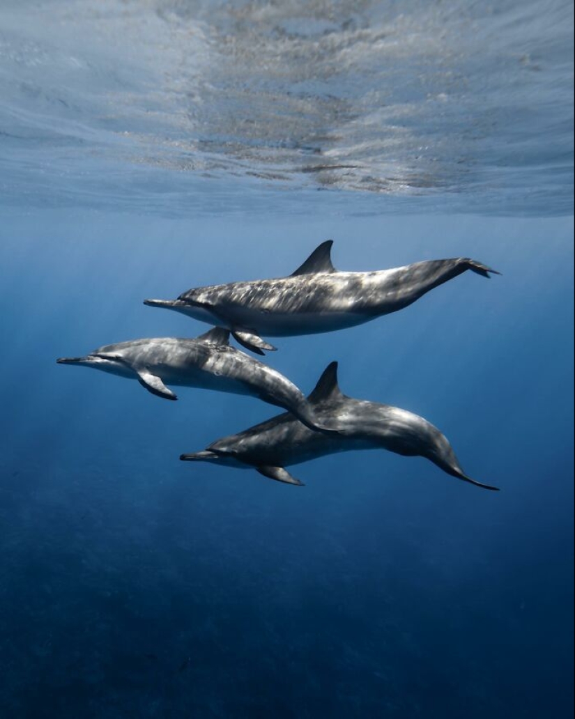 Stunning Underwater Photography Of Marine Life By Rachel Moore