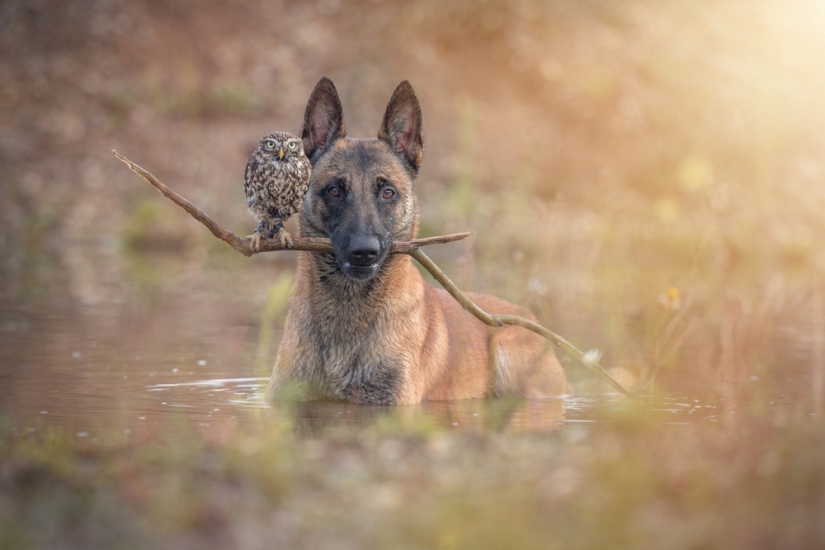 Such a sweet friendship of a dog and an owl