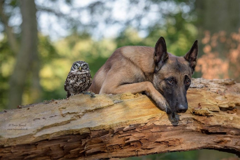 Such a sweet friendship of a dog and an owl