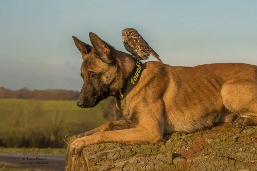 Such a sweet friendship of a dog and an owl