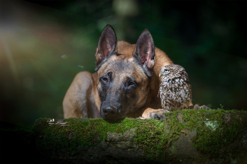 Such a sweet friendship of a dog and an owl