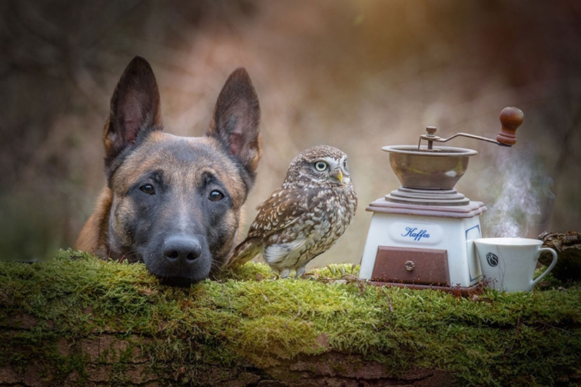 Such a sweet friendship of a dog and an owl