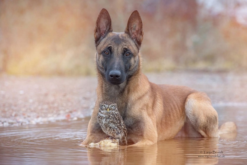 Such a sweet friendship of a dog and an owl