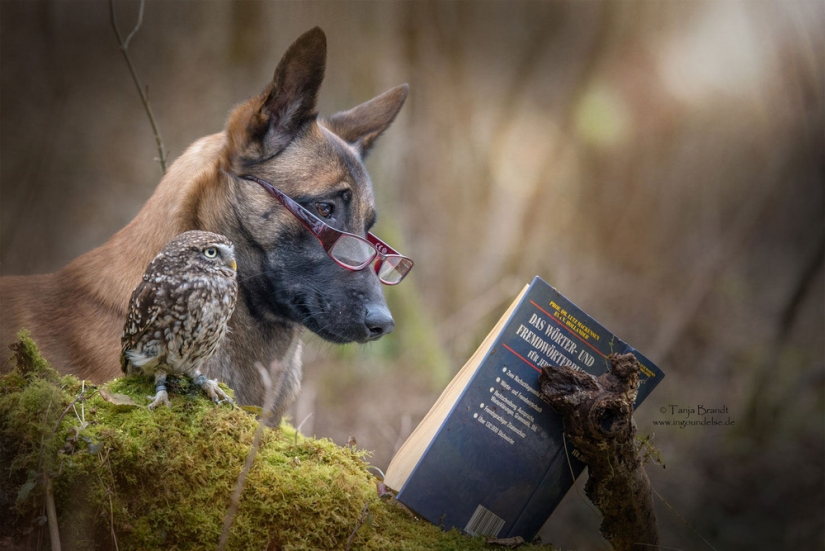 Such a sweet friendship of a dog and an owl