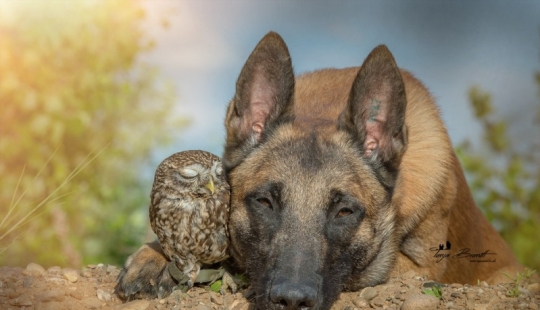 Such a sweet friendship of a dog and an owl