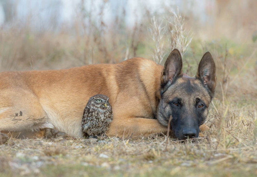 Such a sweet friendship of a dog and an owl