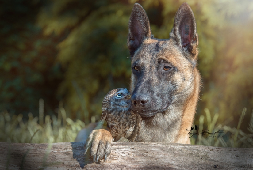 Such a sweet friendship of a dog and an owl