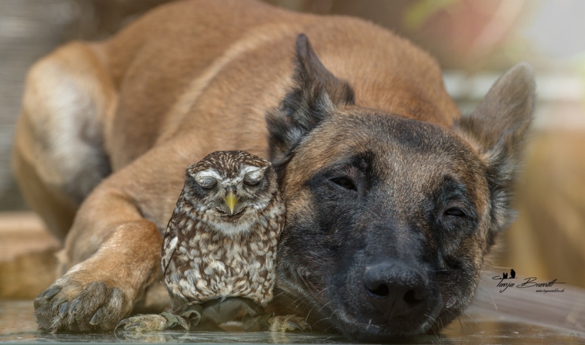 Such a sweet friendship of a dog and an owl