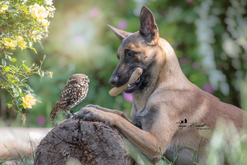 Such a sweet friendship of a dog and an owl