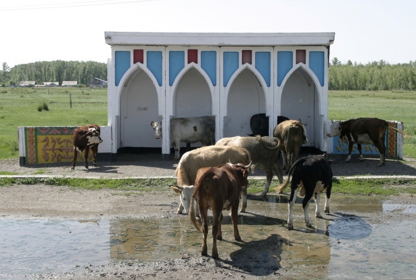 Such different Soviet bus stops in photographs by Christopher Herwig