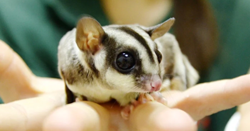 Sugar possum es una mascota que rompe todos los récords de mimetismo