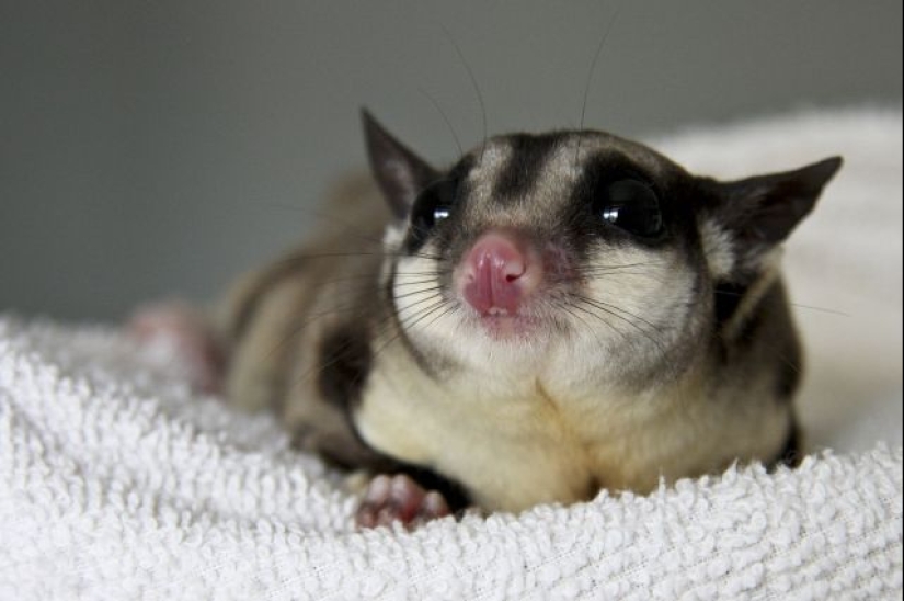 Sugar possum es una mascota que rompe todos los récords de mimetismo