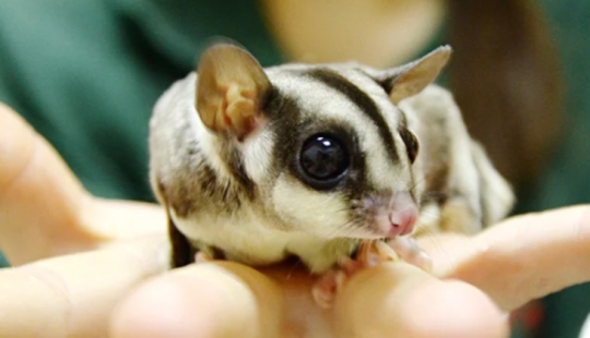 Sugar possum es una mascota que rompe todos los récords de mimetismo