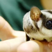 Sugar possum is a pet that breaks all mimicry records