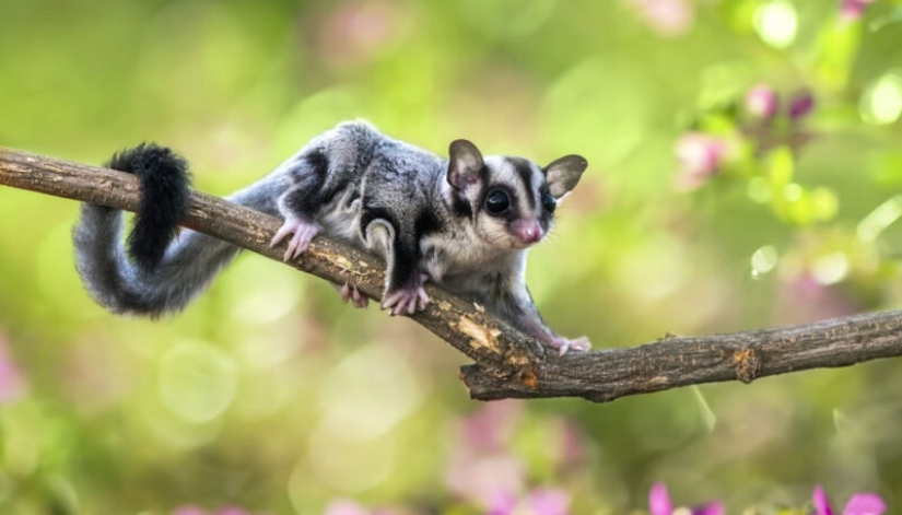 Sugar possum is a pet that breaks all mimicry records