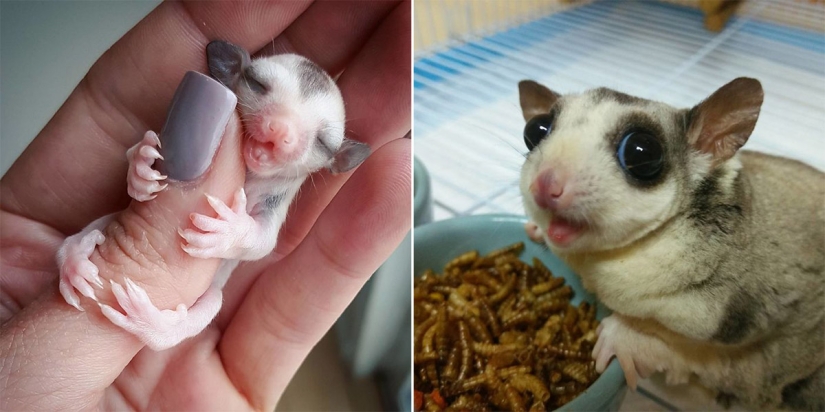 Sugar possums are the sweetest animals in the world