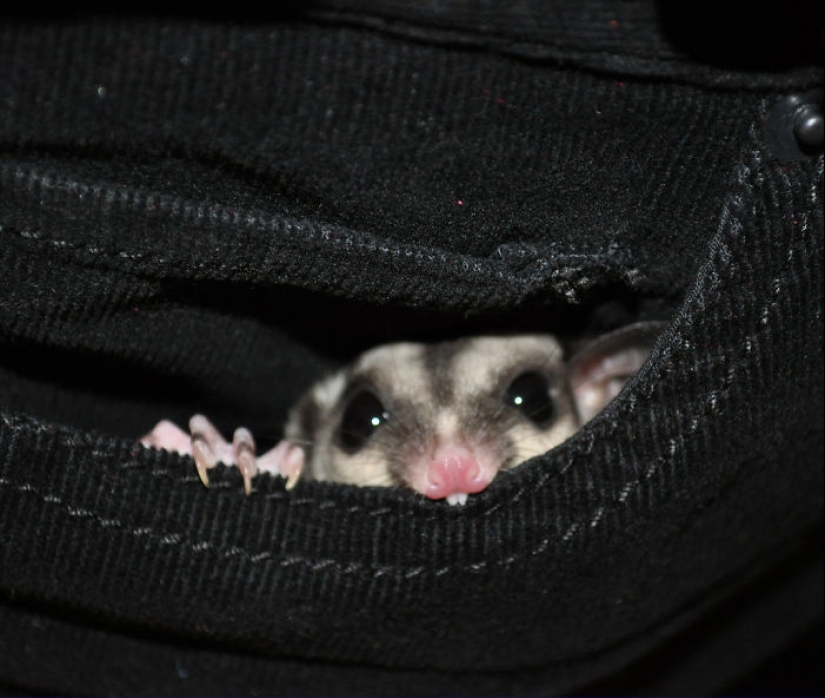 Sugar possums are the sweetest animals in the world