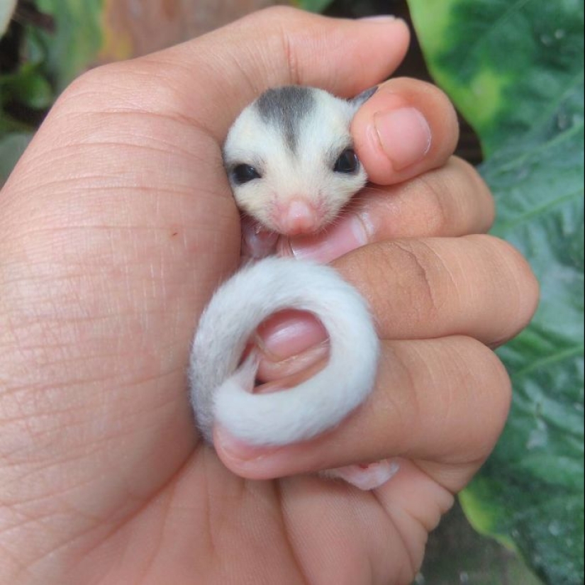 Sugar possums are the sweetest animals in the world