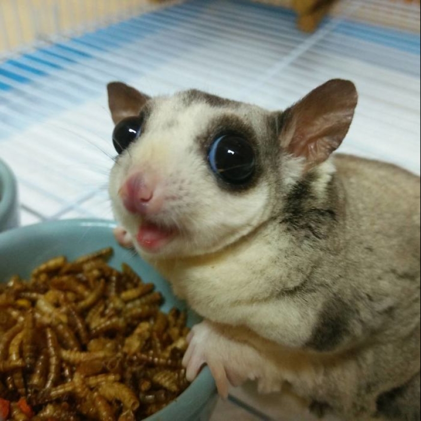 Sugar possums are the sweetest animals in the world