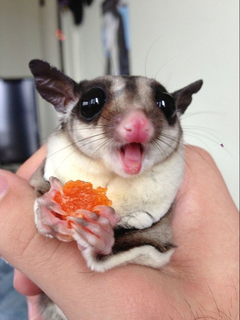 Sugar possums are the sweetest animals in the world