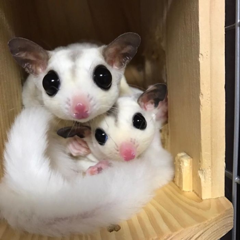 Sugar possums are the sweetest animals in the world