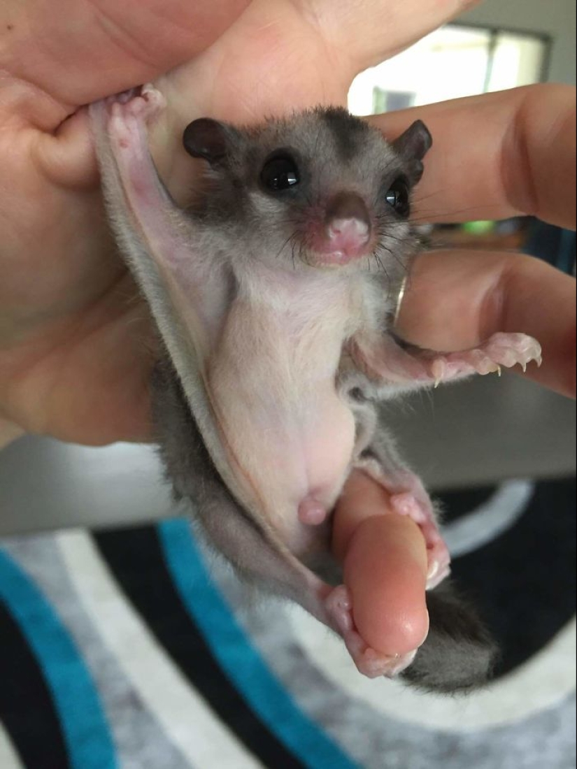 Sugar possums are the sweetest animals in the world