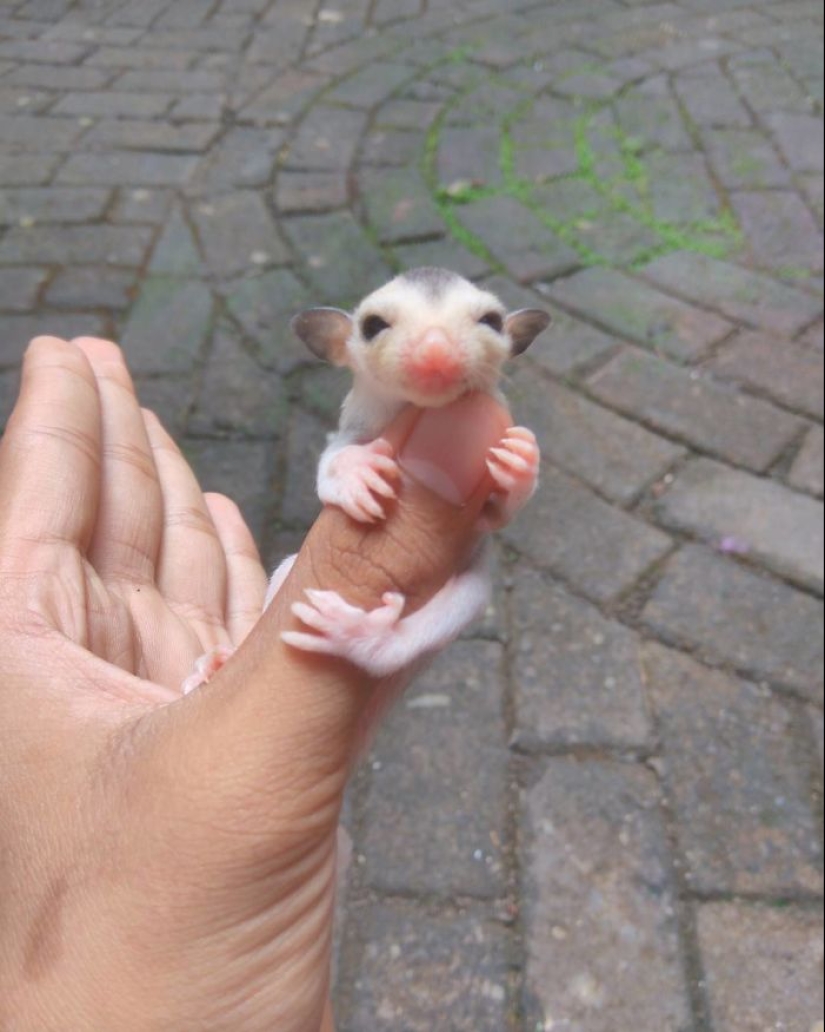 Sugar possums are the sweetest animals in the world