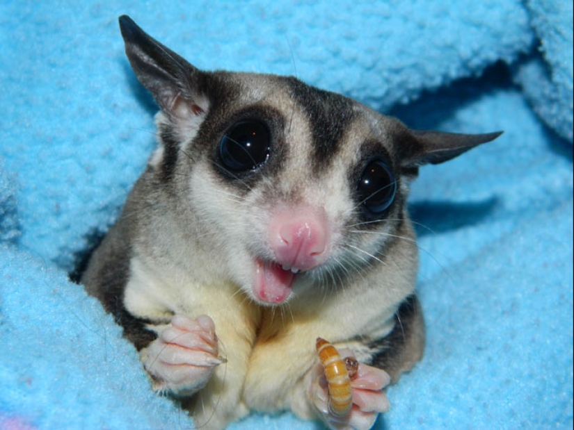 Sugar possums are the sweetest animals in the world