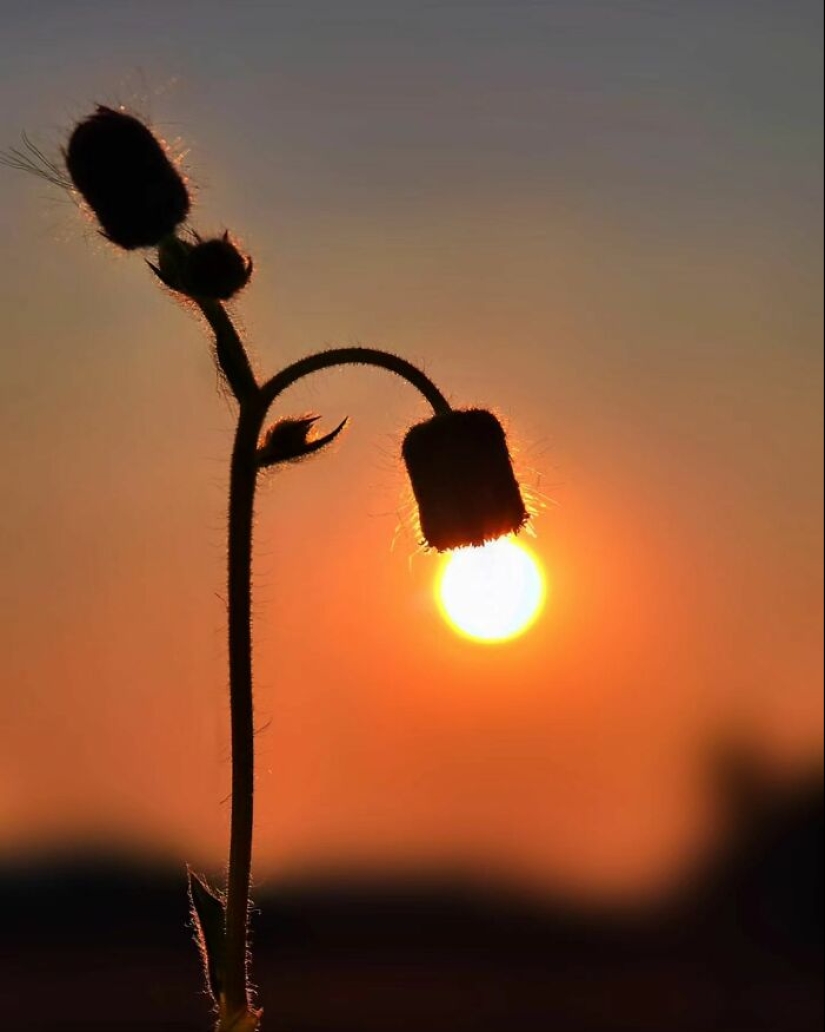 Sunset Stories: 10 Pics Of People’s Silhouettes, Plants And Insects By Aaditya Bhat