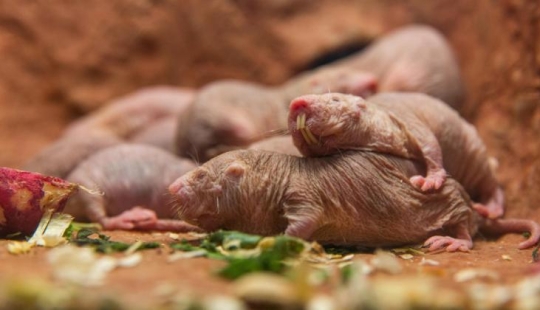 Superhombres o supervillains? Por qué los excavadores desnudos llevan a los niños a la esclavitud