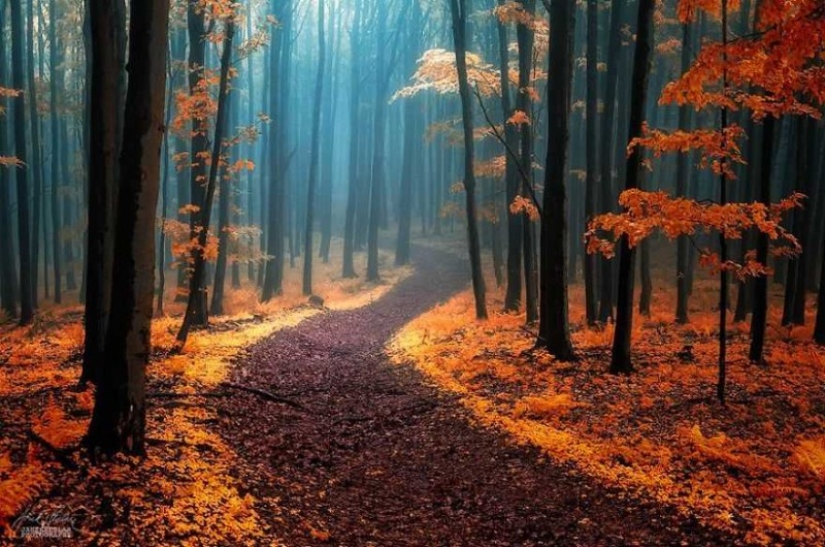 Surreal autumn forest in photographs by Janek Sedlar