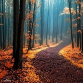 Surreal autumn forest in photographs by Janek Sedlar