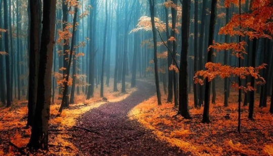 Surreal autumn forest in photographs by Janek Sedlar