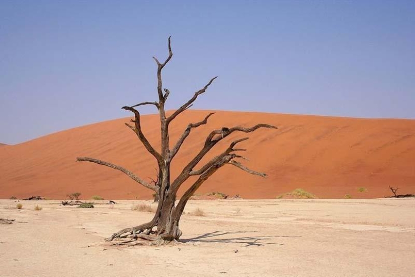 Surreal landscapes of Namib-Naukluft Park