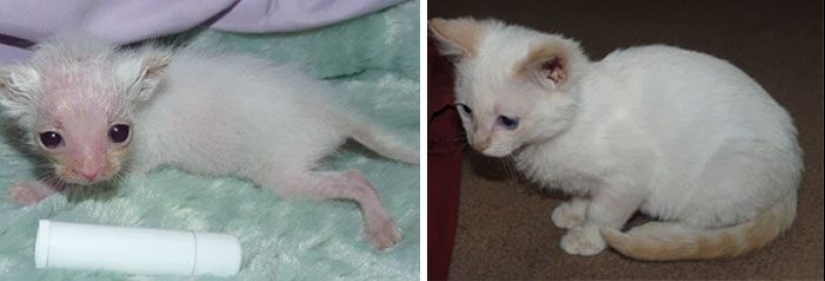 Surviving cats who were rescued and loved — before and after photos