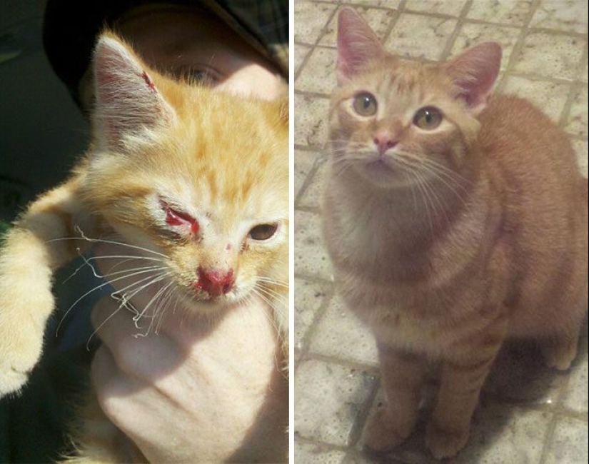 Surviving cats who were rescued and loved — before and after photos