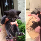 Surviving cats who were rescued and loved — before and after photos