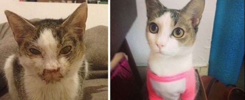 Surviving cats who were rescued and loved — before and after photos