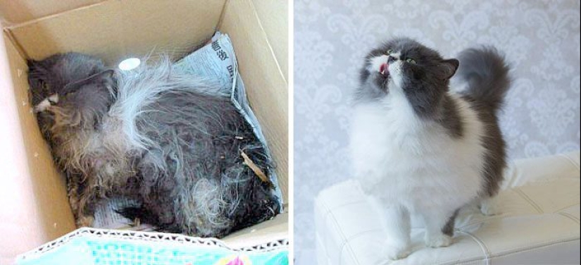 Surviving cats who were rescued and loved — before and after photos