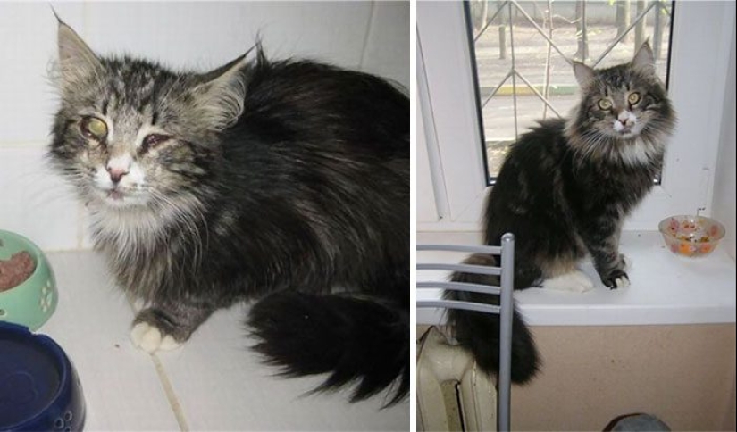 Surviving cats who were rescued and loved — before and after photos