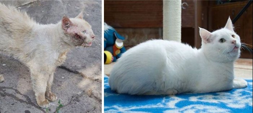 Surviving cats who were rescued and loved — before and after photos