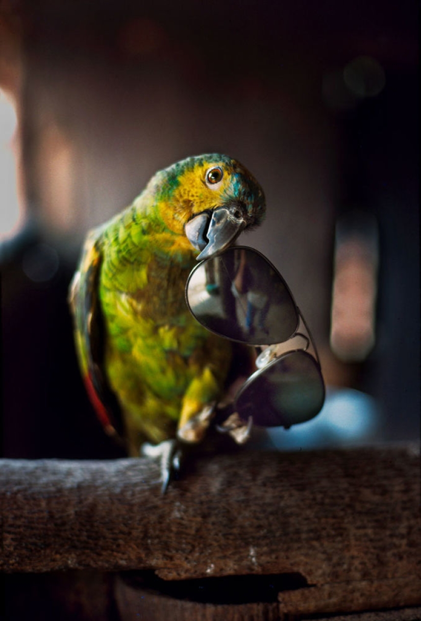 Tú y yo somos de la misma sangre: 35 increíbles fotografías de personas y animales de Steve McCurry